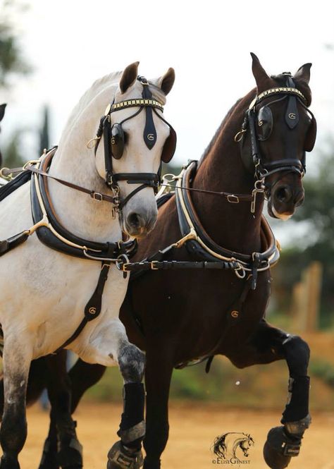 Carriage Horses Carriage, Driving Horses, Carriage Horse, Horse Lead, Carriage Driving, Horse Harness, Beautiful Horse Pictures, Horse Inspiration, Horse Aesthetic