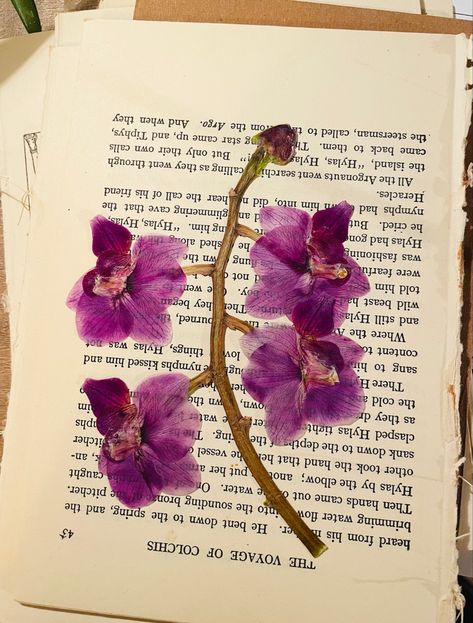 An magenta orchid pressed flat and dried layed ontop of a offwhite page with printed wording Pressed Orchid Art, Pressed Orchids, Kissing Him, My Flower, Pressed Flowers, Orchids, Editorial, Art Design, Collage