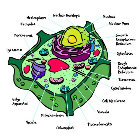 Digital drawing of a plant cell with label. Plant Cell Drawing With Label, Plant Cell Drawing, Cell Drawing, Biology Projects, Eukaryotic Cell, Couples Drawings, Biology Notes, Plant Cell, Colorful Party