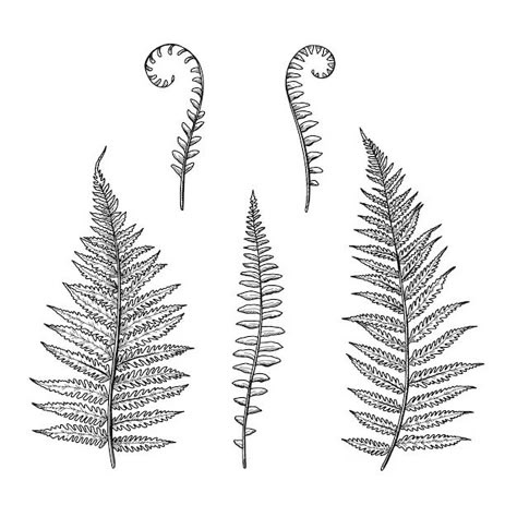 Free Vector | Hand drawn fern drawing illustration Mushrooms Reference, Fern Back Tattoo, Silver Fern Tattoo, Painting On Music, Doodles Nature, Doodle Leaf, Fern Drawing, Tattoo Typography, Fern Illustration