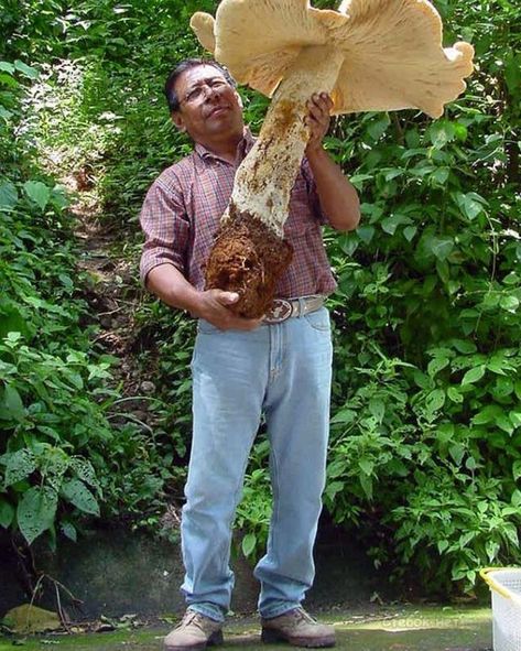 3,828 Likes, 161 Comments - Sacred Mycology School (@fungiacademy) on Instagram: “This is Tricholoma Giganteum, the largest edible mushrooms in the world. They form symbiotic…” Mushroom Seeds, Giant Mushroom, Lichen Moss, Mushroom Pictures, Large Mushroom, Plant Fungus, Edible Mushrooms, Mushroom Hunting, Mushroom Fungi