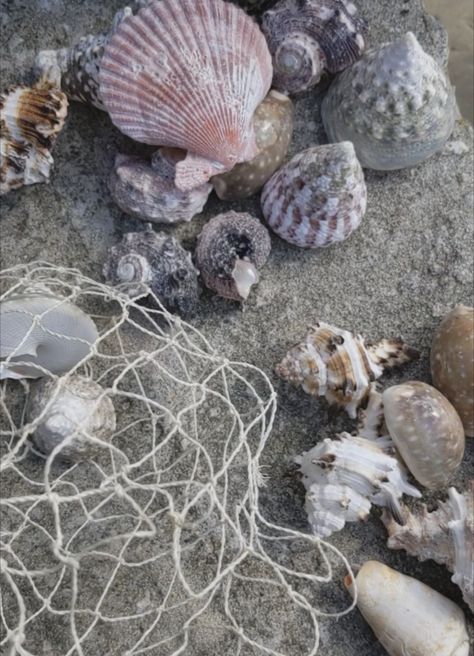 shells on Cornwall beach aesthetic English Seaside Aesthetic, Cornwall Aesthetic, Cornwall Beach Aesthetic, Wales Beach Aesthetic, Seaside Aesthetic, Coral Girls, Summer Aesthetic Seashells, Cornwall Beach, English Seaside