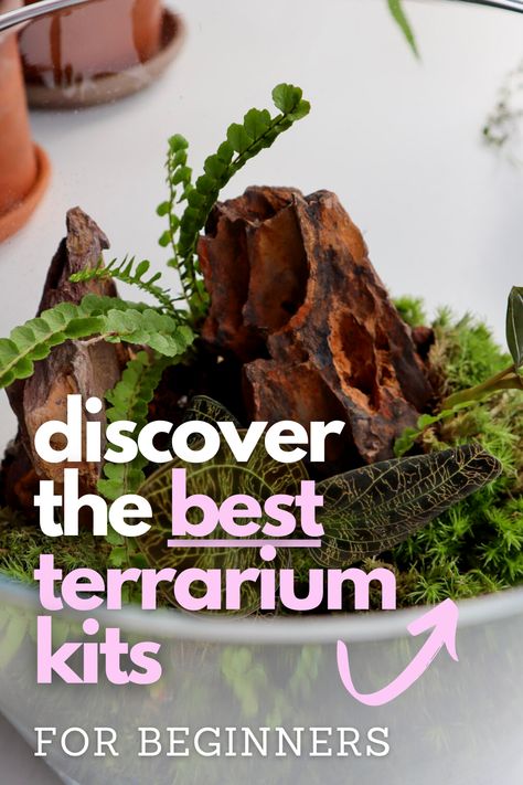 Embark on a creative journey into the miniature world of closed terrariums! 🌱 Whether you're a budding enthusiast or an experienced terrarium artist, our handpicked selection of the finest DIY terrarium kits has something for everyone. Unleash your imagination and cultivate your own lush ecosystem. Closed Terrarium Plants, Unique Terrarium, Terrarium Gifts, Large Terrarium, Bottle Terrarium, Diy Terrarium Kit, Open Terrariums, Ficus Pumila, Terrarium Supplies