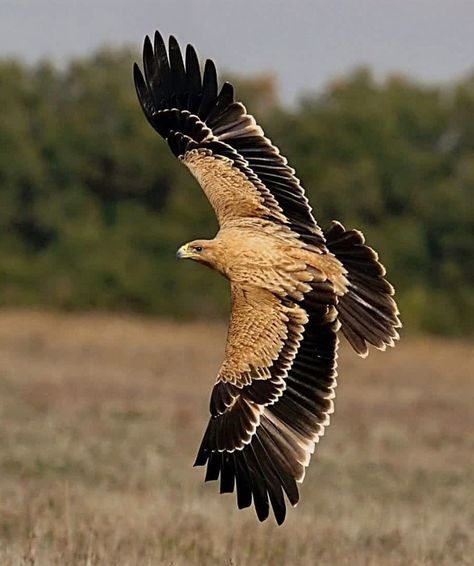 Spanish Imperial Eagle, Golden Eagle Wings, Golden Eagle Flying, Zeus Cabin, Brown Eagle, Imperial Eagle, Wild Kingdom, Timber Wolf, Big Bird