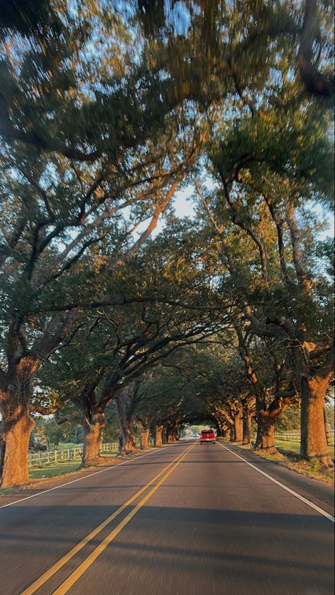 Trees and roads Jena, Golden Hour, Trees, Pins, Quick Saves