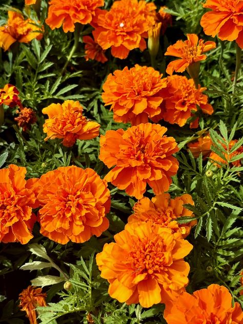 Tagetes patula 'Bonanza™ Deep Orange' | Online Flower Garden Lavatera Flower, Orange Flower Garden, Orange Flowers Garden, Tagetes Flowers, Bobinsana Flower, Tagetes Patula, Salvia Greggii, Shade Shrubs, Attracting Beneficial Insects