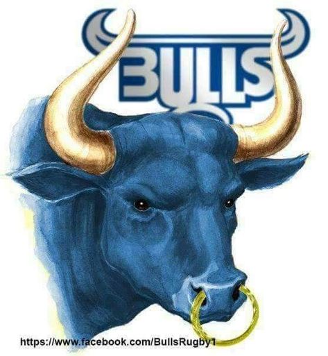 Blue Bulls Rugby Image, Blue Bulls Rugby, Springbok Rugby Wallpaper, Springbok Rugby Logo, Bull Images Logo, Springbok Rugby Emblem, Springboks Rugby South Africa, Rugby Images, Rugby Wallpaper