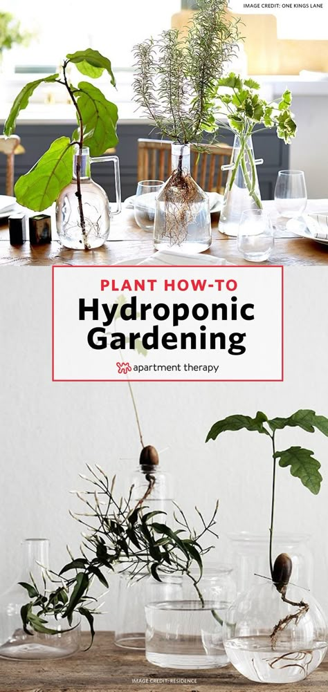 We've finally found a solution for people who love houseplants, but don't love when their feline roommates treat the fiddle leaf fig like their own personal litter box. Here are 15 herbs and houseplants that can grow hydroponically, meaning they can survive without potting soil, in just a vase full of water. Aquaponics System, Fiddle Leaf, Hydroponic Gardening, Fiddle Leaf Fig, Potting Soil, Gardening For Beginners, Water Plants, Litter Box, Healthy Plants