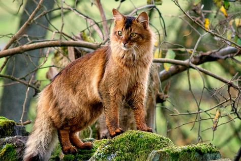 Somali Cat Red, Somali Cats, Somali Cat Aesthetic, Somali Cat, Cat Anatomy, Cat Reference, Forest Cat, Norwegian Forest Cat, Gorgeous Cats