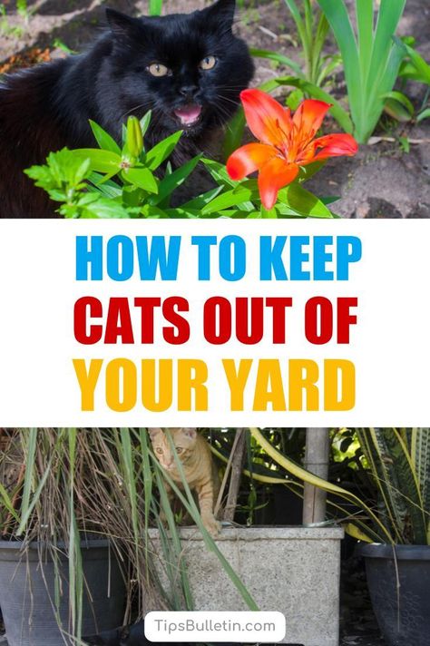 Cat Yard Deterrent, What Plants Repel Cats, How To Repel Cats From Yard, Plants Harmful To Cats, How To Get Rid Of Cats, Plants To Deter Cats, Plants That Deter Cats, Get Rid Of Cats In Yard, Cat Repellent Outdoor