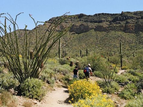 Hiking at Usery Mountain Regional Park Arizona Lakes, Horseback Riding Trails, Hanging Gardens, Desert Botanical Garden, Wildlife Safari, Free Camping, Sonoran Desert, Mesa Az, Parks And Recreation