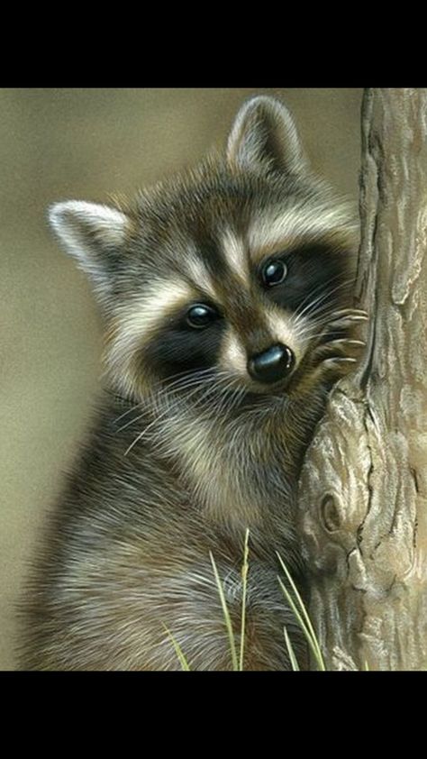 🌿🦝☘️ - Art Raccoon Drawing, Raccoon Art, Baby Raccoon, Cute Raccoon, Drawing Pencil, Racoon, Arte Animal, Wildlife Art, Woodland Animals