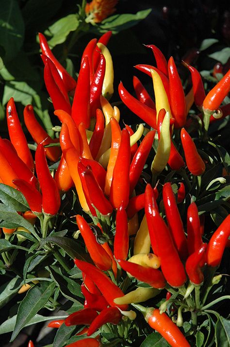 Chili Chili, Capsicum Annuum, Hot Pepper, Chili Pepper, Chili Recipes, Live Plants, Trinidad And Tobago, Peppers, Chili