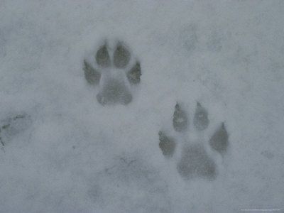 Footprints in the snow. Made by a Gray Wolf, (Canis Lupus.) Wolf Paw Print, Werewolf Aesthetic, Wolf Paw, Yennefer Of Vengerberg, Gray Wolf, Hakone, Gray Aesthetic, Six Of Crows, Grey Wolf