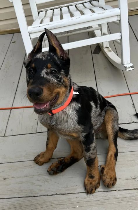 Beauceron Dog Puppies, Harlequin Beauceron, Beauceron Puppy, Beauceron Dog, Jb Mauney, Bohemian Shepherd, Dog Boarding Facility, Heeler Dogs, Protective Dogs