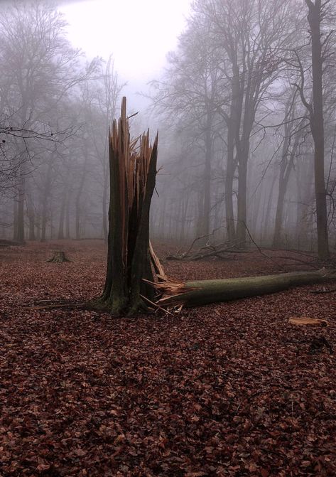 Storm In Forest, Rotting Tree, Aspen Trees Photography, Mischief Night, Dead Forest, Forest Falls, Dry Tree, Fallen Tree, Dead Tree