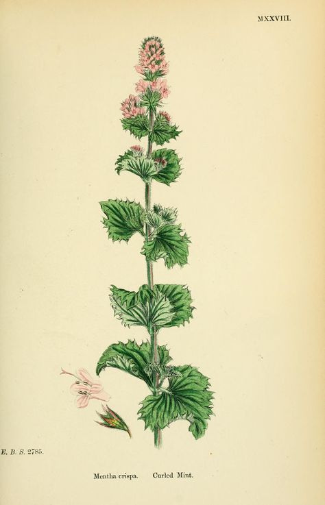 Curly Spearmint - Mentha spicata var. crispa - circa 1867 Spearmint Plant, Herbs Illustration, Herb Prints, Flower Drawing Tutorials, Plant Tattoo, Botanical Illustrations, Botanical Poster, Aromatic Herbs, Plant Drawing