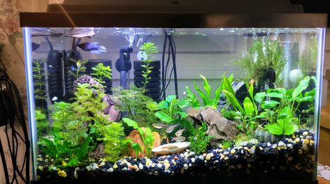 Classroom Aquarium Ideas, Fish Tank In Classroom, Classroom Fish Tank Class Pet, Classroom Fish Tank, Classroom Aquarium, Aquarium Room, Classroom Pets, Class Pet, Pet Turtle