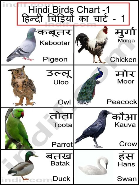 Hindi Birds 		 Chart Pet Bird Names, Animals Name In Hindi, Birds Chart, Birds Name List, Learning Hindi, Bird Names, Animals Name In English, Animals Name, Hindi Alphabet