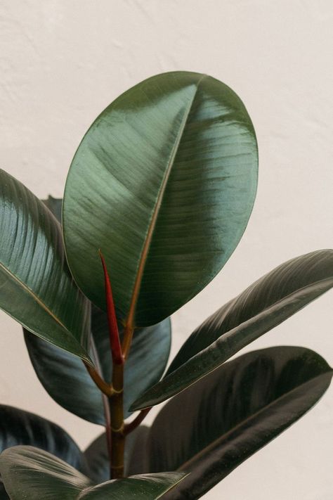 Ficus Elastica Robusta, Ficus Abidjan, Rubber Ficus, Dark Green Plants, Interior With Plants, Ficus Plant, Plantas Interior, Ficus Elastica, Buy Seeds