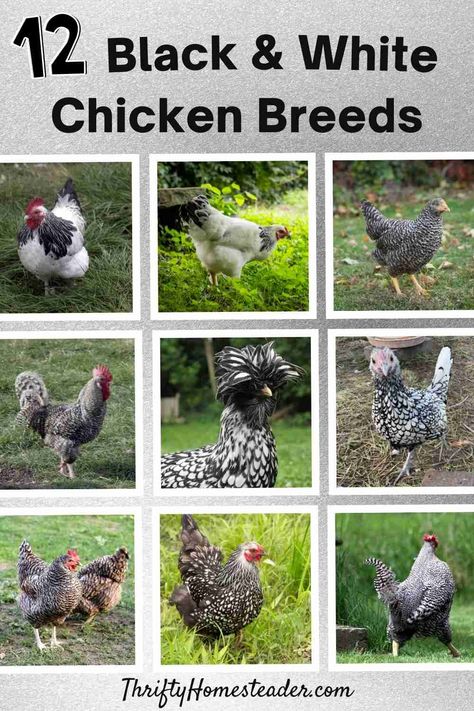 Grey Chicken Breeds, Americana Chickens Hens, White Chicken Breeds, Chicken Breeds With Pictures, Polish Chickens Breed, Americana Chickens, Black And White Chicken, Maran Chickens, Chicken Math