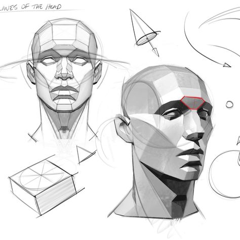 Planes Of The Head Reference, Human Face Study, Head Drawings, Head Structure, Head Photo, Face Structure Reference, Face Pose, Asaro Head, Draw Head