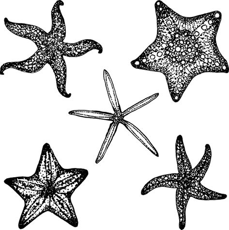 Starfish Fish Star - Free vector graphic on Pixabay Starfish Drawing, Starfish Tattoo, Stars Illustration, Starfish Art, Star Illustration, Stella Marina, Fish Sea, Fish Illustration, Dragonfly Art