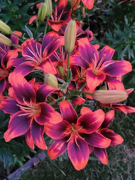 Addicted To Gardening | My Lilly's have bloomed Van Zyverden lazy Susan variety Van Zyverden, Lazy Susan, Van, Flowers, Floral