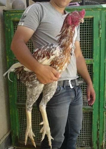 Brazil Giant Chicken Largest Chicken Breed, Tattoos Pets, Pet Tattoo Ideas, Side Chick, Biggest Chicken, Game Fowl, Fancy Chickens, Pet Drawing, Keeping Chickens