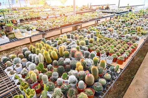 Premium Photo | Cactus garden cactus pot decorate in the garden beautiful cactus farm and succulent plants garden in greenhouse Cactus Farm, Garden Cactus, Beautiful Cactus, Garden Beautiful, Cactus Pot, Plants Garden, Cactus Garden, Succulent Plants, Planting Succulents