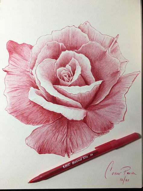 💯 red rose pen drawing Instagram @ Paviatattoo Rose Pen Drawing, Pink Drawing Ideas, Realistic Rose Drawing, Ballpen Drawing, Realistic Flower Drawing, Biro Drawing, Drawing Rose, Rose Line Art, Pink Drawing