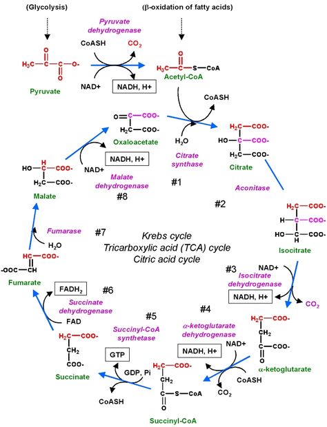 Glycolysis Diagram, Glycolysis Cycle, Bio Chemistry, Biochemistry Notes, Organic Chemistry Study, Environmental Chemistry, Krebs Cycle, Chemistry Basics, Chemistry Education