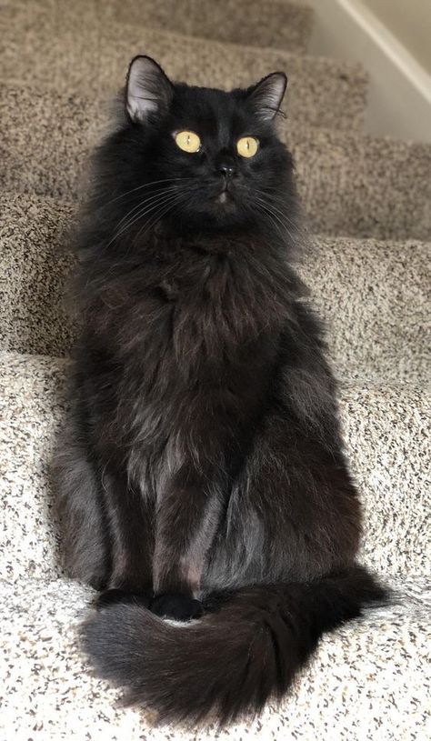 Long Haired Black Cat, Fluffy Black Cat, Gatos Cool, Black Kitties, Black Kitty, Norwegian Forest Cat, Black Cat Eyes, Cute Black Cats, White Cats