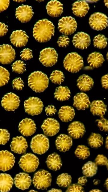 Chloé Savard on Instagram: "These must be the prettiest golden algae colonies I’ve ever seen 🥹 crazy to think that they’re invisible to the naked eye, right? These fluffy colonies are called Synura and each of them measure between 0.03 and 0.1 mm, depending on the species and the number of individuals in a single colony. Synura tend to bloom when water is cold and are often encountered during spring or autumn in freshwater ponds and lakes. Although they can also be found during summer! I foun Golden Algae, Gold Dust, Photosynthesis, Golden Color, Ponds, Biology, Fresh Water, Water, On Instagram