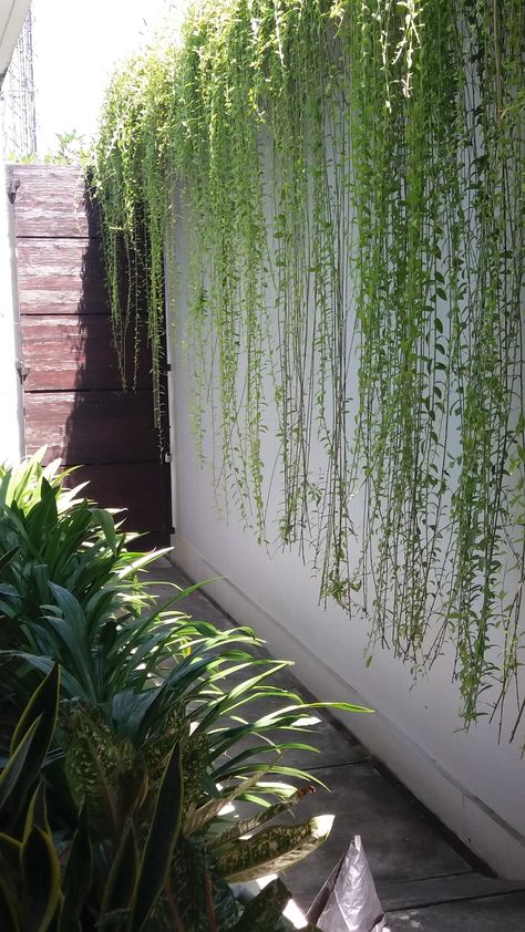 Creeper Plants Outdoor, Wall Creeper Plants, Curtain Creeper Plant, Curtain Creeper, Creeper Plants, Creepers Plants, Water Fountain Design, Hotel Garden, Vertical Garden Design