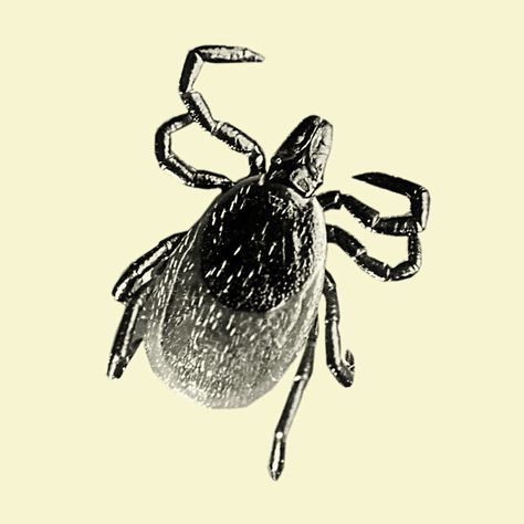 Female Black Legged Tick (Deer Tick) Although Ohio has a number of tick species, the species which carries Lyme disease has been relatively absent from our state… until now. The Lyme-carrying tick is… Tick Tattoo, Spadefoot Toad, Gray Tree Frog, Ohio Hiking, Deer Ticks, Hocking Hills State Park, Medicine Woman, Luna Moth, Frog And Toad