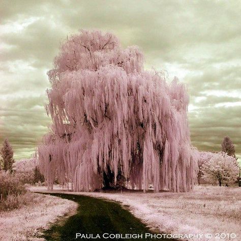 Pink Willow Tree - I am sure these don't exist - but in my dreams they do!  Pretty! Weeping Willow Tree, Infrared Photography, Weeping Willow, Surrealism Photography, Pink Trees, Tree Photography, Willow Tree, 판타지 아트, Beautiful Tree