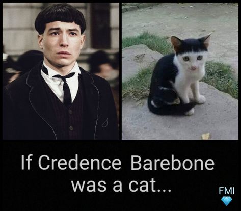 Credence Barebone, Cute Kitten, Fantastic Beasts, Memes Quotes, Kittens Cutest, Favorite Quotes, Kittens, Memes, Funny