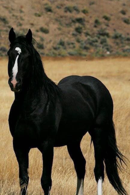 Black Beauty Cai Arabi, Beautiful Horse Pictures, Black Horses, Most Beautiful Horses, Most Beautiful Animals, Majestic Horse, All The Pretty Horses, Horse Crazy, Cute Horses