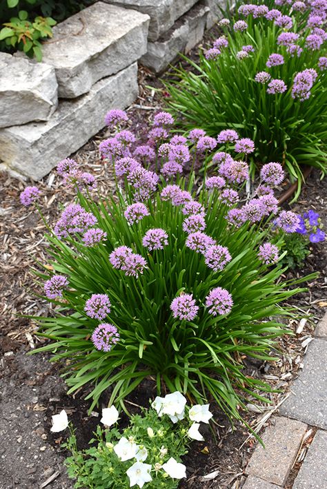 Summer Beauty Ornamental Chives (Allium tanguticum 'Summer Beauty') at Gertens Allium Flowers Landscaping, Backyard Border, Ornamental Onion, Chives Plant, Wheaton Illinois, Chive Flower, Garden Border Edging, Globe Flower, Allium Flowers