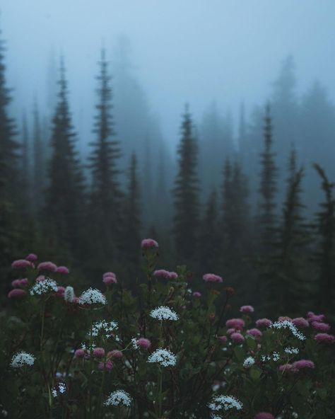 Rainer National Park, Dark Naturalism, Dark Forest Aesthetic, Foggy Forest, Dark Nature Aesthetic, Misty Forest, Pretty Landscapes, Forest Flowers, Dark Forest