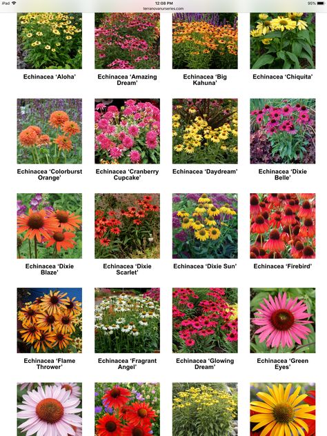 Types Of Echinacea, Echinacea Plant Garden Ideas, Cone Flowers Landscaping, Coneflower Colors, Echinacea Colors, Coneflower Landscaping, Echinacea Varieties, Echinacea Garden, Coneflower Garden