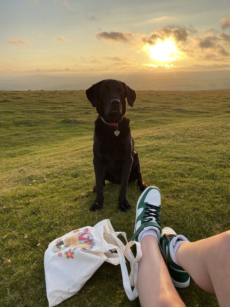 #labrador #sunset #walks #aesthetic #dogs Aesthetic Dog Walking Pictures, Walks With Dog Aesthetic, Dog Life Aesthetic, Walking Your Dog Aesthetic, Working Dog Aesthetic, Walk Dog Aesthetic, Aesthetic Dog Photos, Aesthetic Dog Pictures, Walk With Dog Aesthetic