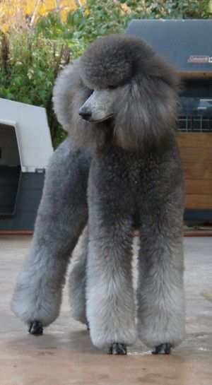 Love 💋this Standard Silver Poodle. 🐩 😍 Grey Poodle Standard, Silver Standard Poodle, Standard Poodle Haircuts, Gray Poodle, Anjing Poodle, Grey Poodle, Poodle Hair, Poodle Haircut, Poodle Cuts