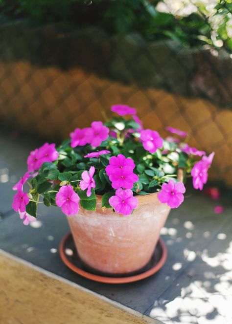 purple impatiens in a pot Impatiens In Pots, Planter Design Ideas, Best Flowers For Shade, Summer Flowers Aesthetic, Impatiens Flowers, Rose Like Flowers, Planter Centerpiece, Summer Planter, Hummingbird Plants