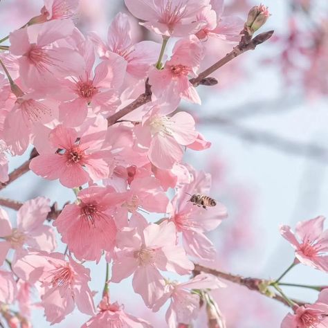 "🌺 Bloom on Your Table with Sakura Bowls! 🌸✨ 🌸 What’s your favorite way to add a touch of elegance to your table? Let me introduce you to something truly magical! Our cherry blossom-shaped bowls will transform your dining experience. Imagine the beauty of sakura blossoms 🌺 right on your table, making every meal special and elegant.✨ These bowls are lit AF! 🌺 Picture this: a serene, cherry blossom-filled scene as you enjoy your meal. Our sakura bowls aren't just dishes; they’re a piece of art... Cherry Blossom Flower Aesthetic, Sakura Flowers Aesthetic, Cherry Blossom Widget, Sakura Blossoms Aesthetic, Cherry Blossom Tree Aesthetic, Sakura Scenery, Cherry Blossoms Aesthetic, Cherry Blossom Scenery, Pretty Moodboards