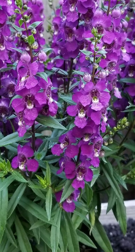 Angelonia Flower, Flower Meanings, English Garden, Love Flowers, Botany, Pretty Flowers, Garden Plants, Garden Ideas, House Plants