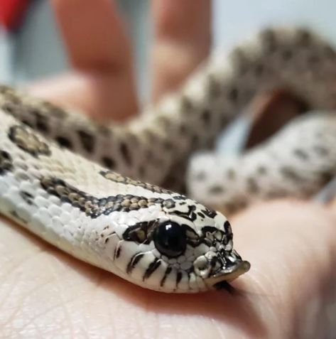 Hognose Snake Bite. Does it Hurt? What You Should Know Snake Morphs, California King Snake, Western Hognose Snake, Snake Terrarium, Pet Snakes, King Snake, Hognose Snake, Colorful Snakes, Pretty Snakes