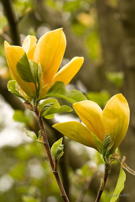 Magnolia Tree Landscaping, Magnolia Bush, Yellow Magnolia, First Flowers Of Spring, Yellow Photography, Yellow Petals, Magnolia Tree, Beautiful Flowers Photos, Magnolia Trees