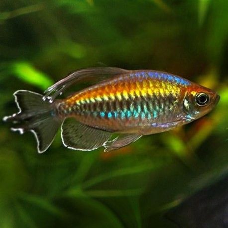 Tetra Fish, Neon Tetra, Tropical Fish Aquarium, Tropical Freshwater Fish, Salt Water Fish, African Cichlids, Freshwater Aquarium Fish, Fish Supplies, Fish Care